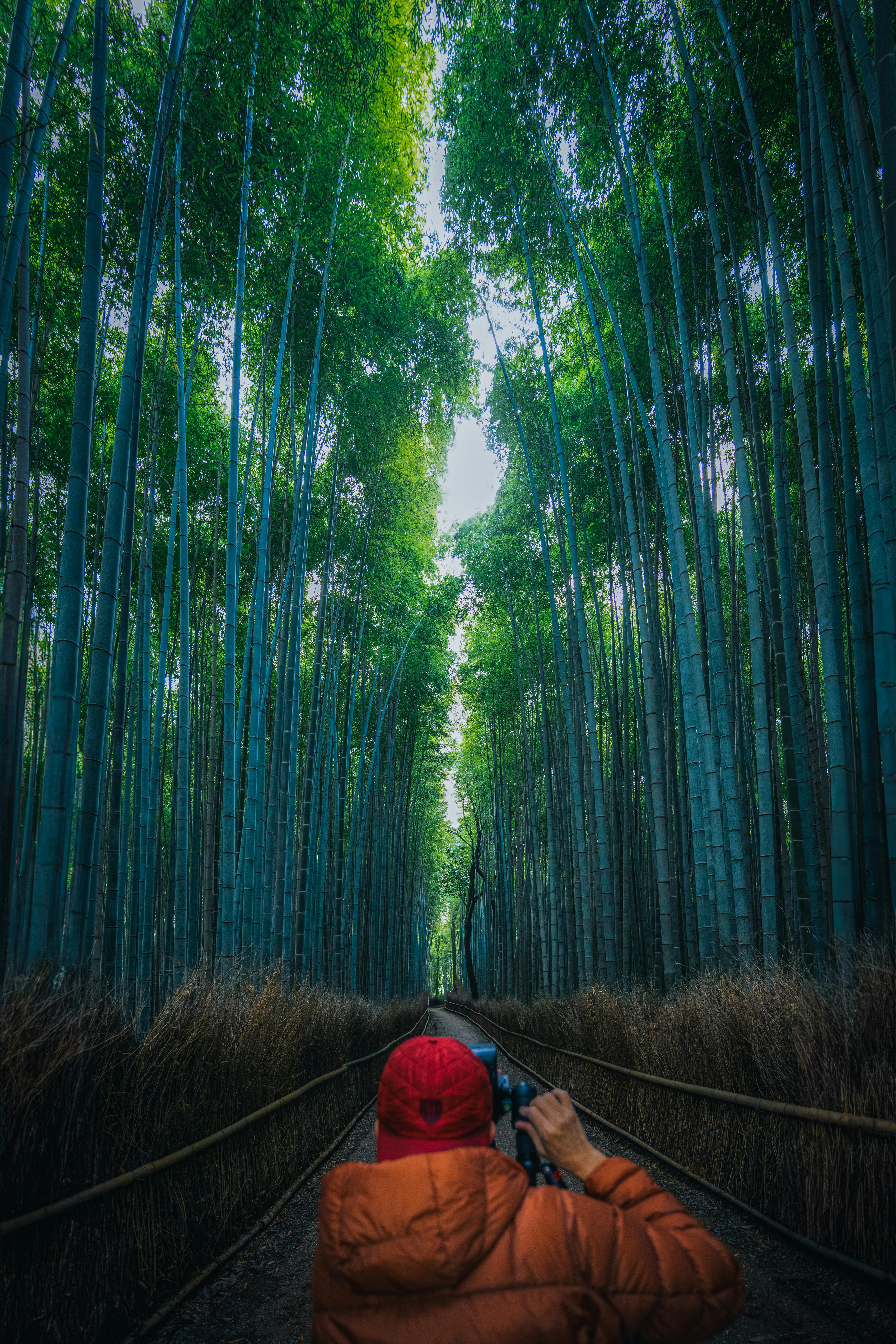 Arashiyama Bambu Ormanı